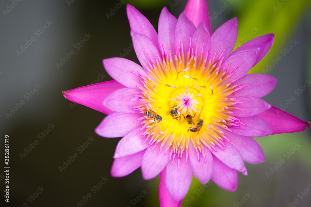 Pink Water lily or lotus flower and bee on green leaves background Pink Water lily or lotus flower and bee on green leaves background