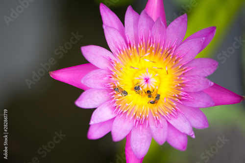 Pink Water lily or lotus flower and bee on green leaves background