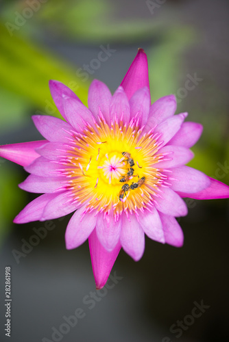 Pink Water lily or lotus flower and bee on green leaves background