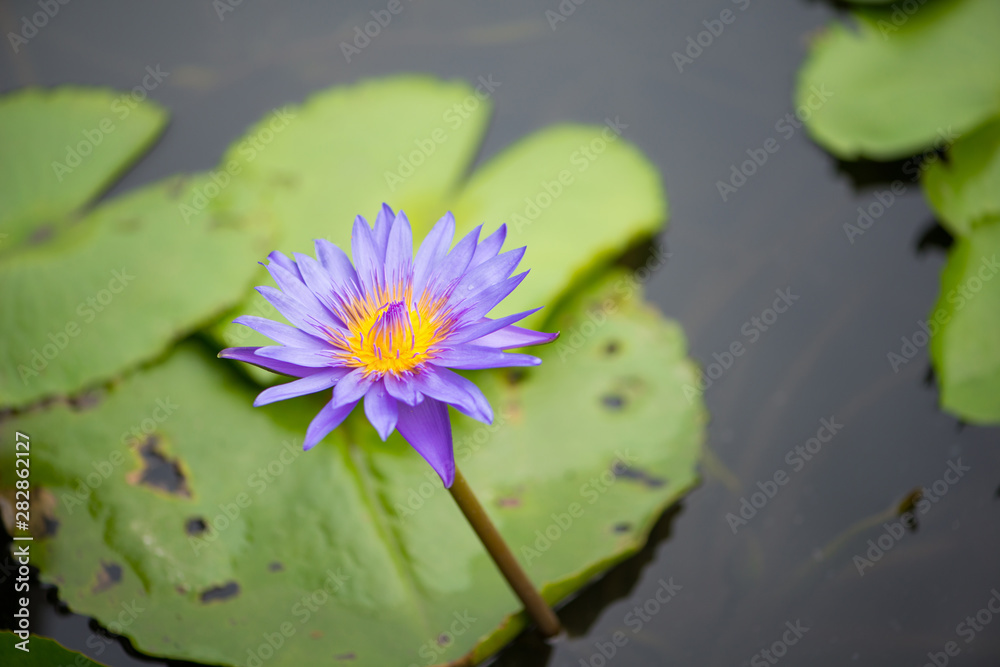 Water lily or lotus flower and bee on green leaves background Water lily or lotus flower and bee on green leaves background