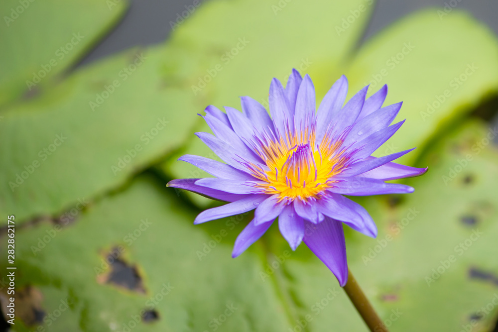 Water lily or lotus flower on green leaves background Water lily or lotus flower on green leaves background