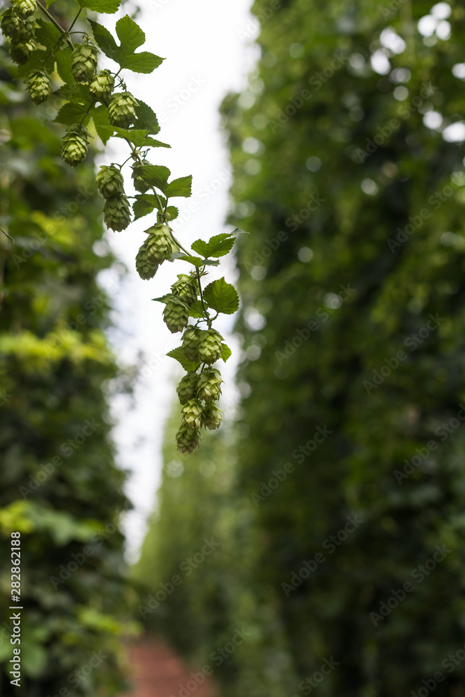 Fototapeta premium Saazer Hopfen , Tschechien - in der Blüte - 