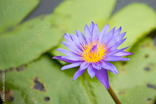 Water lily or lotus flower on green leaves background