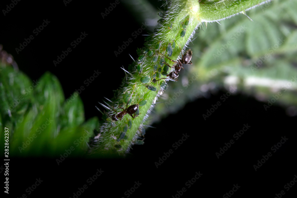 Naklejka premium ants on the stem
