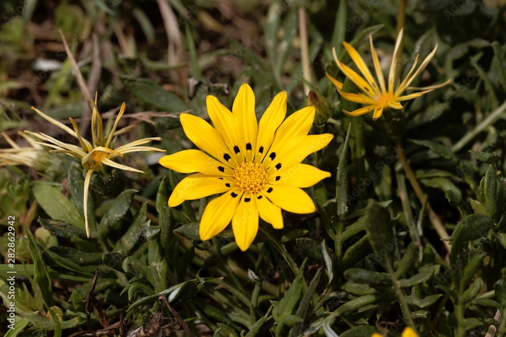 Treasure flower, Gazania rigens. Treasure flower, Gazania rigens.