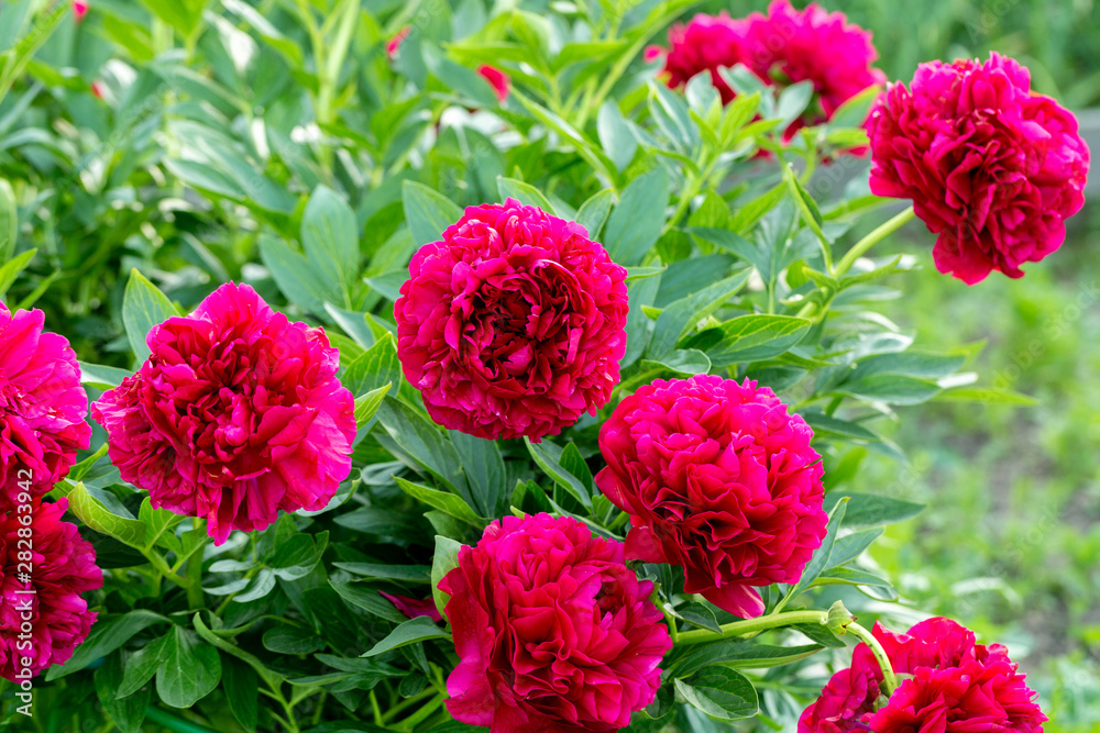 Naklejka premium Paeonia hybride Old Faithful