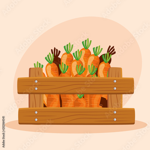 healthy carrots vegetables fresh products