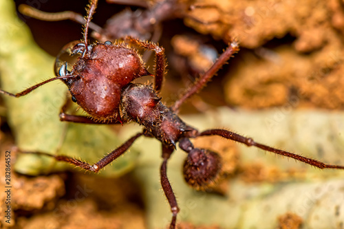 Leaf cutter ant, scientific name Atta ssp aka Saúva ant  -  macro photography of a Leafcutter ant in the anthill, macro photography of nature © Pedro Turrini Neto