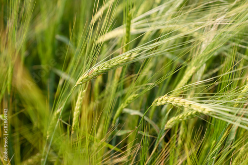 Wheat field. Green wheat close-up.