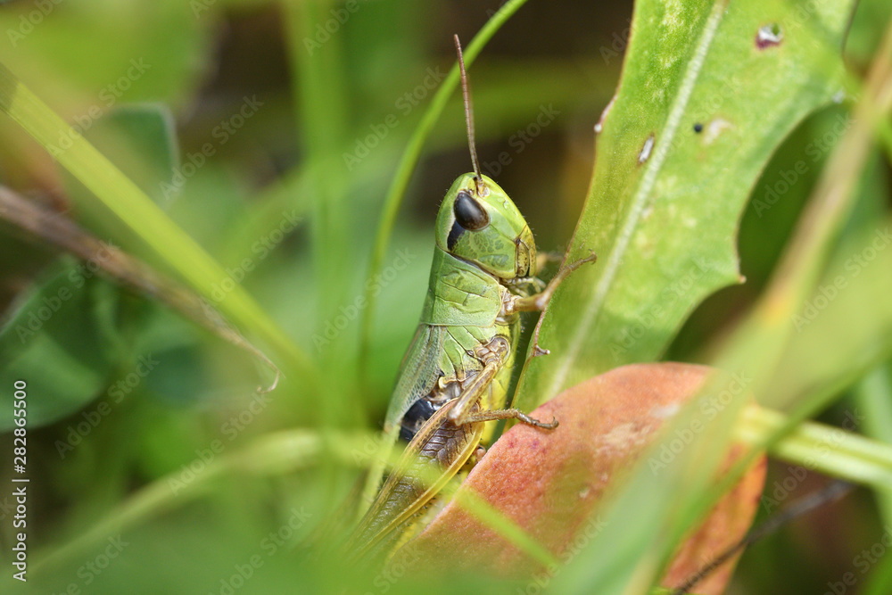 Camouflage of green grasshoppers in the grass Camouflage of green grasshoppers in the grass