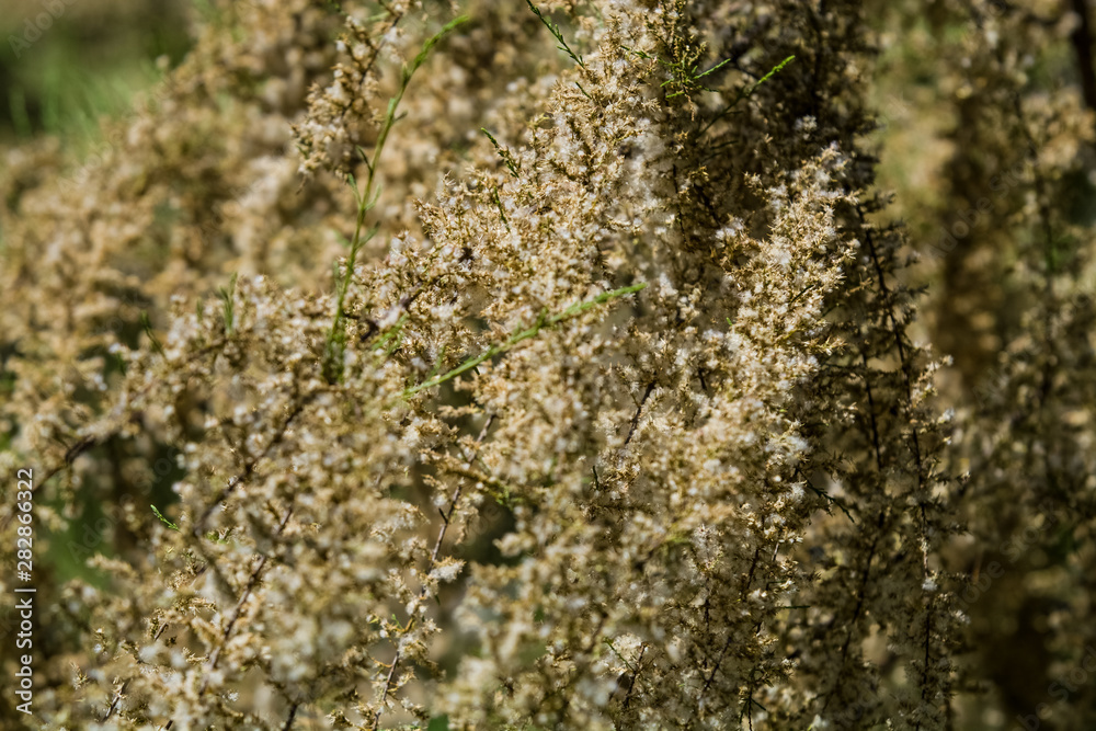 Monophonic background or texture from light wild flowers in summer. Monophonic background or texture from light wild flowers in summer.