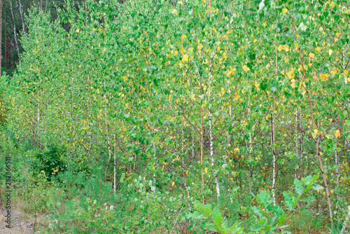 young birch trees with green and yellow leaves