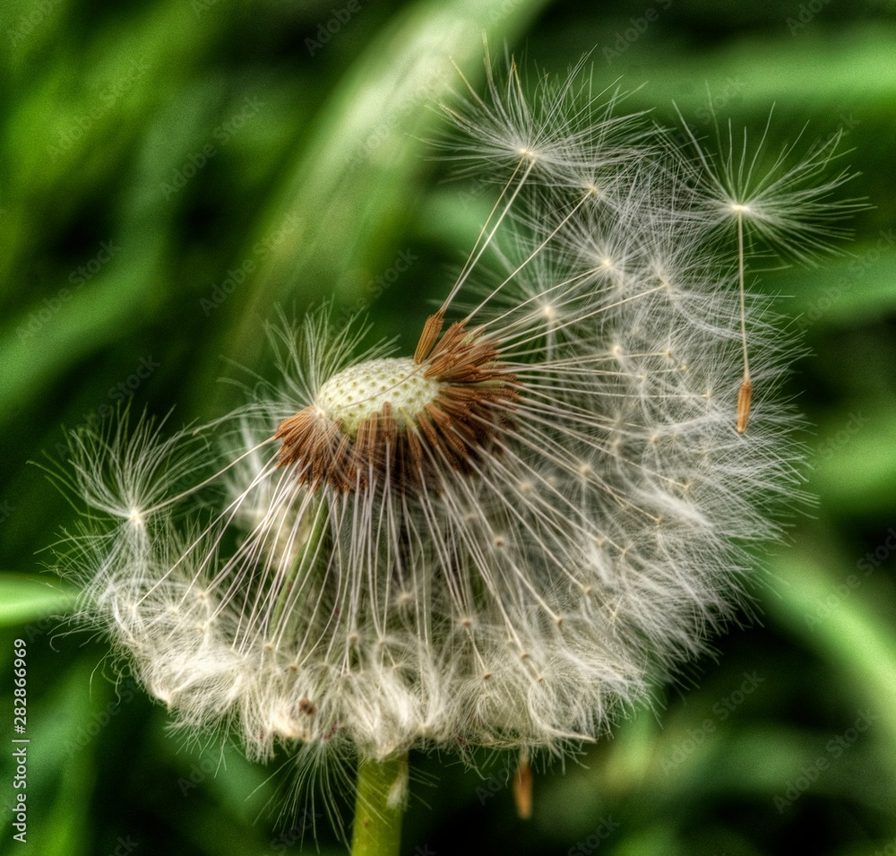 Fototapeta premium Pissenlit en fin de vie à Villereversure, France