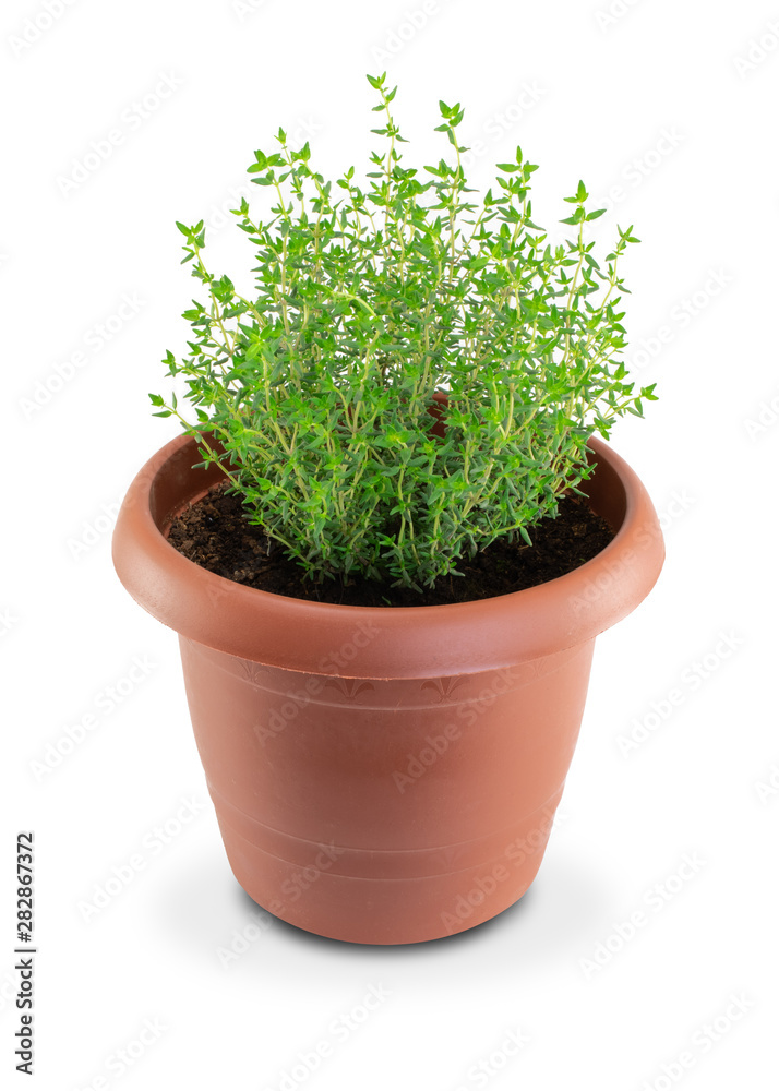 Isolated thyme in a pot. White background.