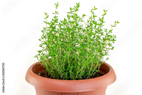 Thyme in a pot. Close-up. Isolated on  white background.