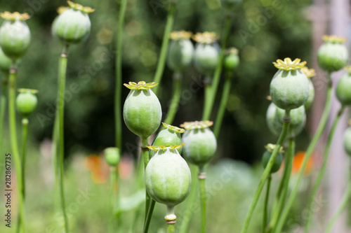 green poppy heads growing in the garden,opium poppy