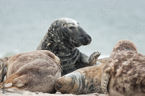 grey seal, halichoerus grypus, Helgoland, Dune island