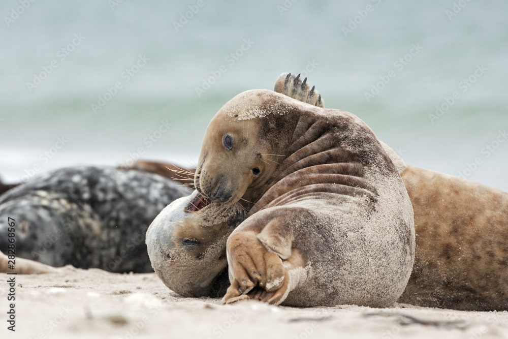 Fototapeta premium grey seal, halichoerus grypus, Helgoland, Dune island