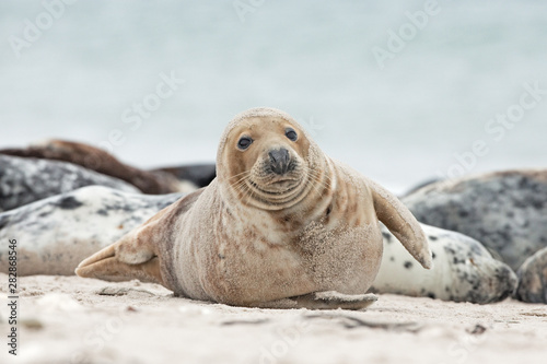 grey seal, halichoerus grypus, Helgoland, Dune island