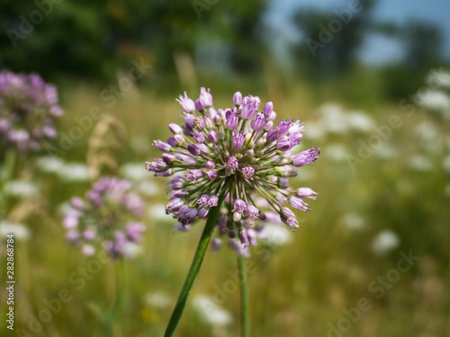 Purpul flower in the field