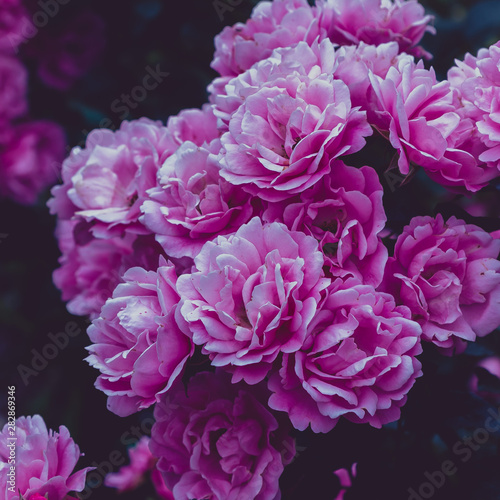 Beautiful toned rose close up. Floral background.