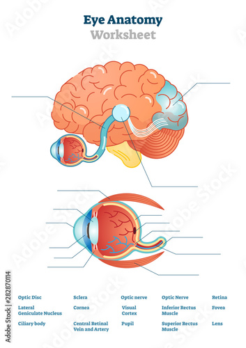 Eye anatomy blank worksheet, printable test illustrations