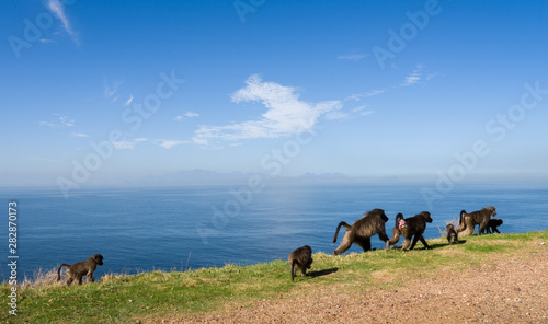 baboons one the road for the Cape of Good Hope, South Africa
