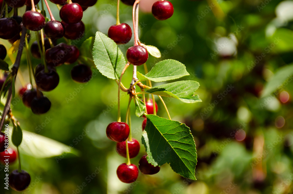 Cherry tree in the garden with lots of ripe cherries on the branches.