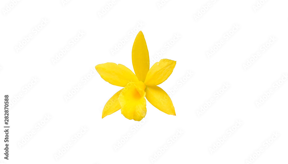 yellow orchid flower isolated on white background with clipping path