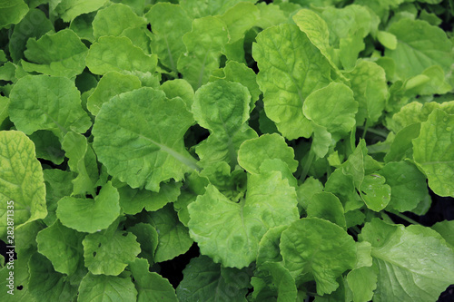 Growing Chinese cabbage