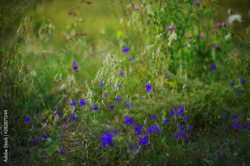 blue flowers in grass © Panas