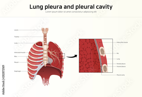 Lung pleura and pleural cavity photo