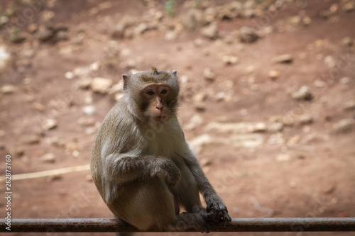 Alone monkey sitting on steel pipe, Warm tone color. © Alongkorn