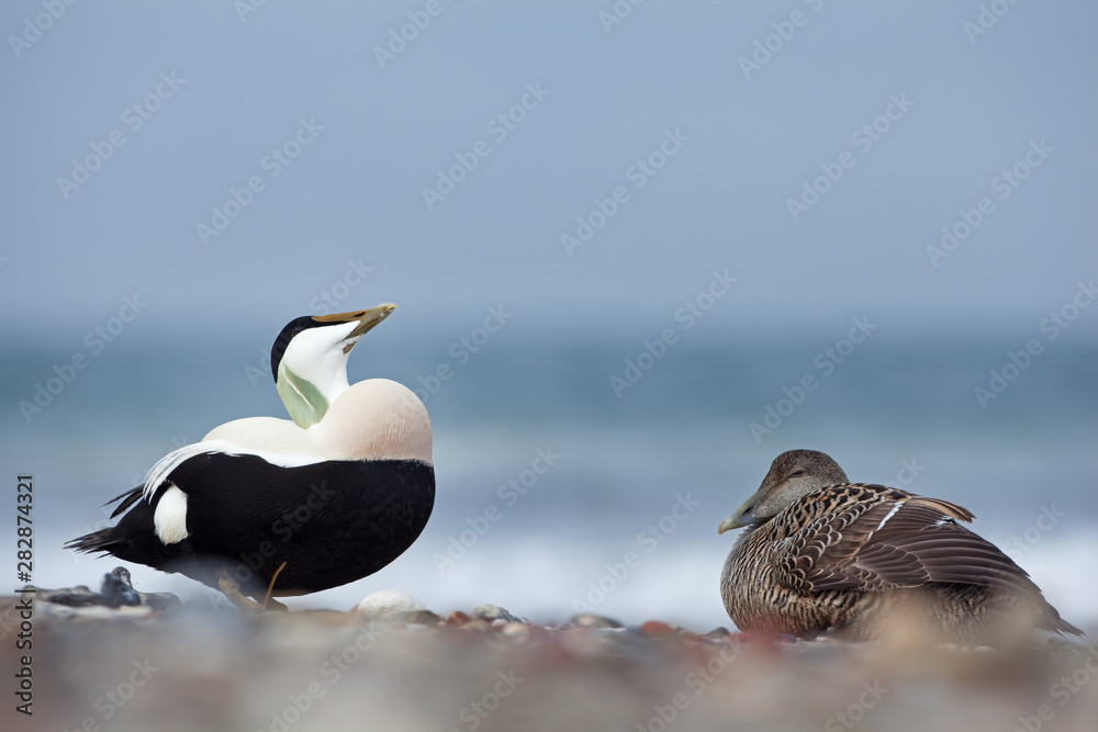 Fototapeta premium common eider, somateria mollissima, cuddy's duck, Helgoland, Dune island