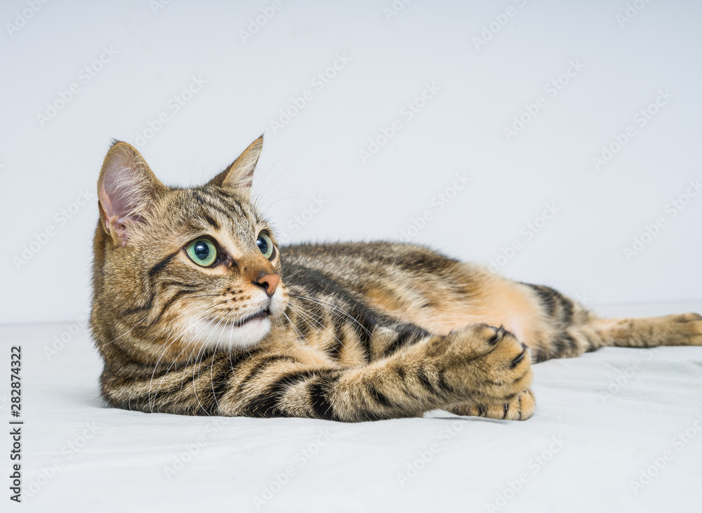 Beautiful short hair cat lying on the bed at home