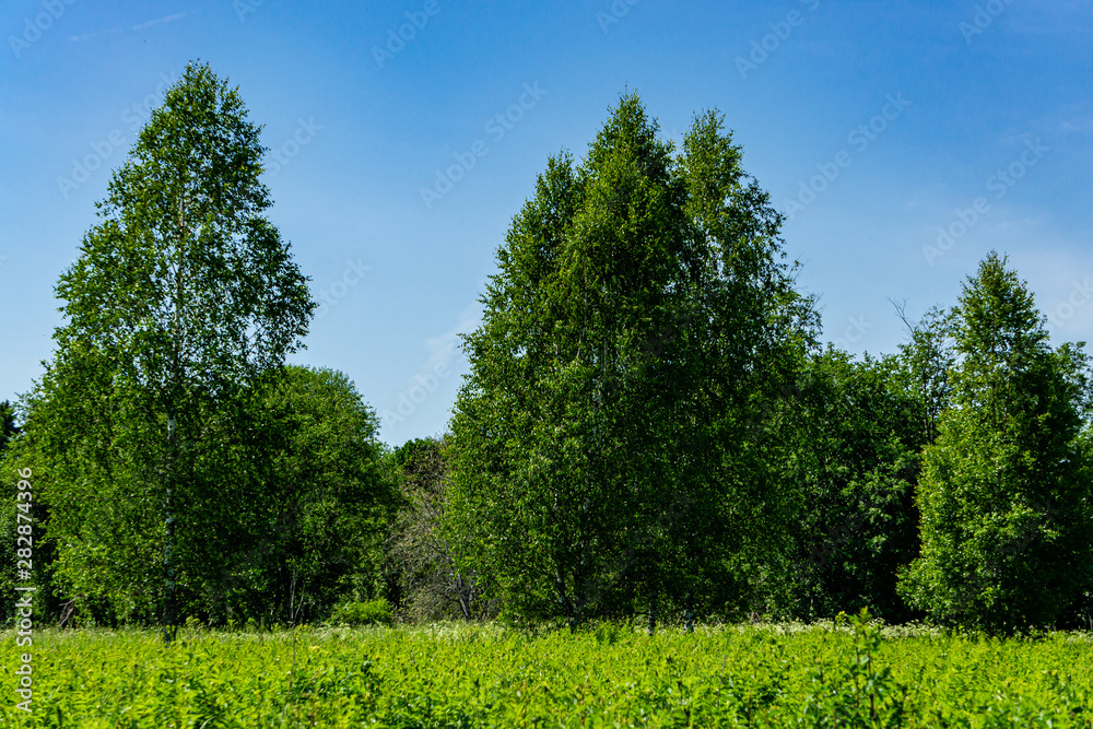 Beautiful landscape in Moscow region. Separately growing birches among evergreen trees in forest glade. Birch closeup. Ecology. Beauty of Russian nature. Relaxation and meditation. Calm and rest.