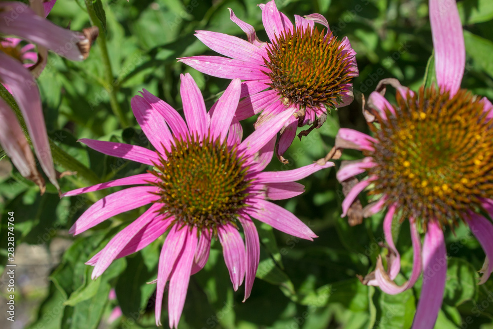 Flowers medicinal beneficial plant Echinacea close-up. Flowers medicinal beneficial plant Echinacea close-up.