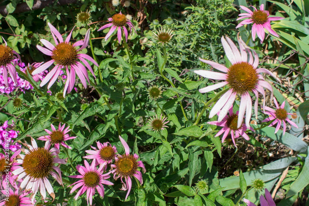 Flowers medicinal beneficial plant Echinacea close-up.