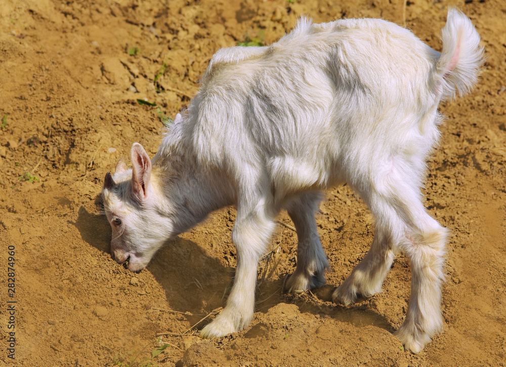 Domestic little white cute goat kids in nature on a sunny day Domestic little white cute goat kids in nature on a sunny day