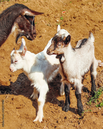 Black goat and two cute goatling outdoors © Nada