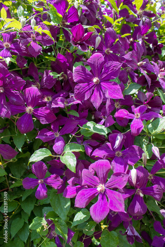 Blooming violet clematis climbing plant flowers close-up.