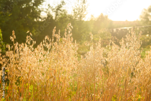 Golden oat field in late August  counter light