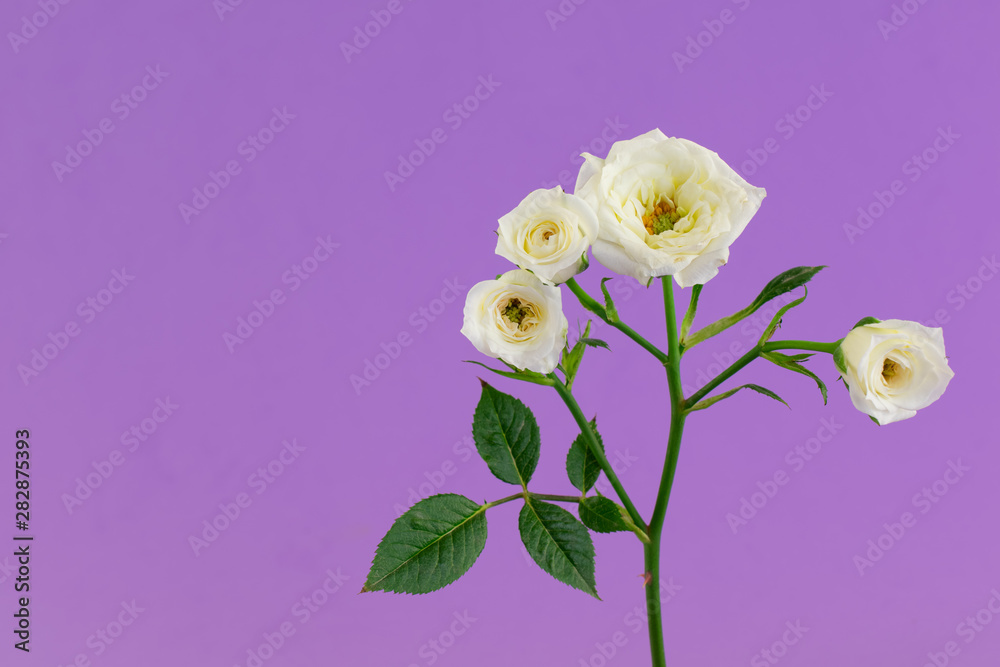 Four white roses on pink background. Copy space for text. Isolated.