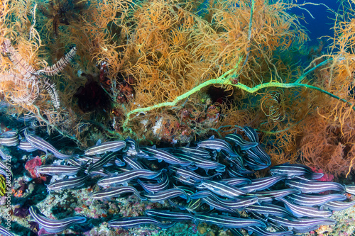 School of Striped Eel Catfish on a Tropical Coral Reef in the Philippines photo