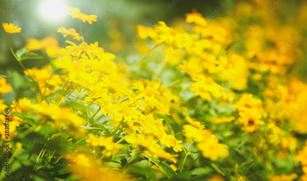 Obraz premium Background field with yellow flowers.