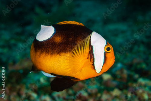 Cute Saddleback Clownfish on a Coral Reef