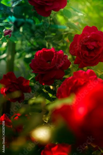 a bunch of red roses in the garden. Close-up of garden rose.