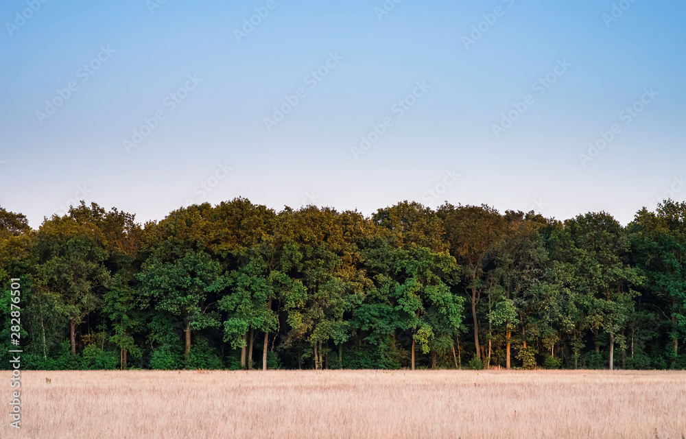 Fototapeta premium Field with tall dry grass at forest edge in evening sun.