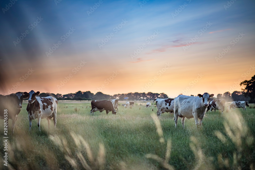 Dairy cattle in summer meadow at sunset.