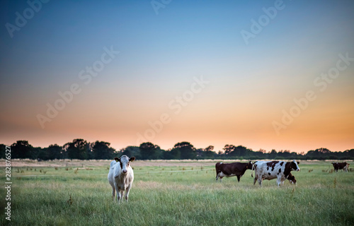 Dairy cattle in summer meadow at sunset.